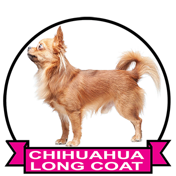 (image for) Chihuahua Long Coat (CHI055LC)